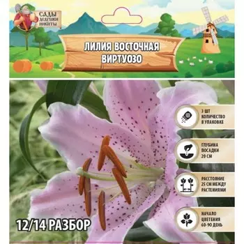 Лилия Восточная "Virtuoso", р-р 12/14, 3 шт, Весна 2025
