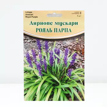 Лириопе "Royal Purple", р-р I, 1 шт, Весна 2024