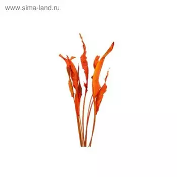 Листья стрелиции красные, набор 10 шт