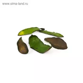 Листья тиборна, зелёные, набор 5 шт