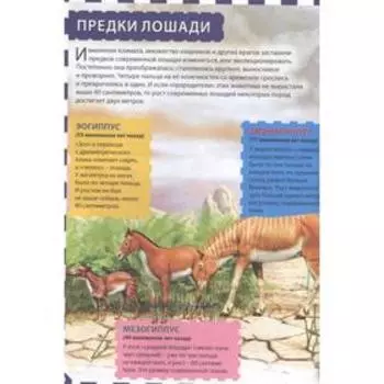 Лошади: энциклопедия