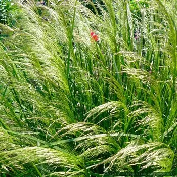 Луговик Голдшлеер, Горшок Р9, 1 шт, Август 2022