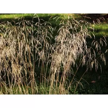 Луговик дернистый (Щучка) Голдшлеер, С5 горшок, Н10-50 высота, 1 шт, Лето 2024