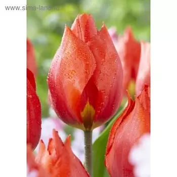 Лук декор. "Амбассадор", разбор 18/20, колво луковиц 1, Осень 2024