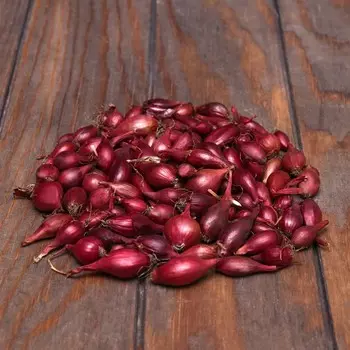 Лук севок Кармен , р-р 18-21, 2 кг, Весна 2025