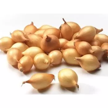 Лук-севок "Сеттон",р/р 08/16 мм, Голландская селекция, 2 кг (+/- 10%)