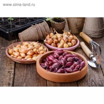 Лук севок смесь (штутгартен + кармен + стурон), р-р 18-21, 2 кг