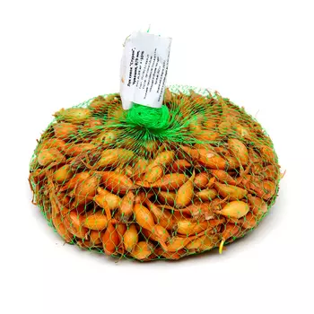 Лук севок Стурон , р-р 18-21, 0,25 кг, Весна 2025