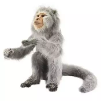 Макака, 55 см (не включая хвост)
