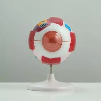 Анатомическая модель «Макет глаза человека», 2114 см