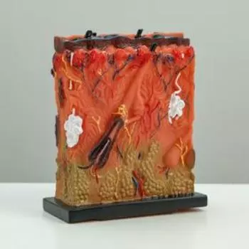 Макет "Кожный покров человека" 16*14см