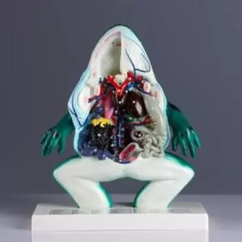 Макет "Лягушка в разрезе" 34*37см