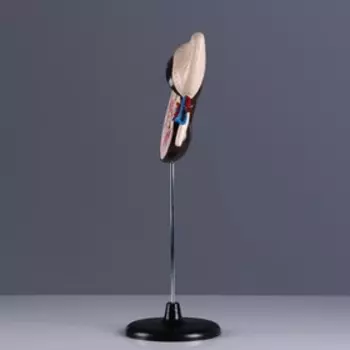 Анатомическая модель «Макет почки человека», 1430 см