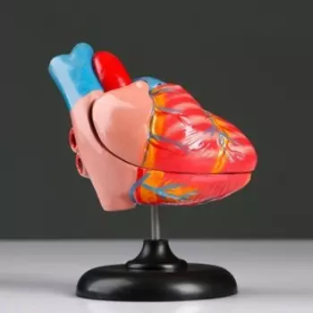 Анатомическая модель «Макет сердца человека», 1410 см