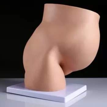 Макет "Тело человека в разрезе" 31*20*36см