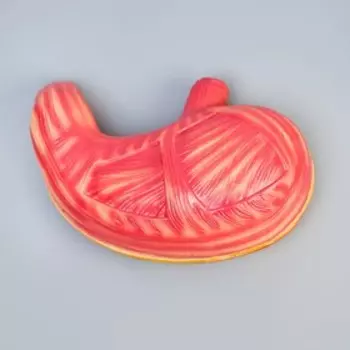 Макет "Желудок человека" 28*19см