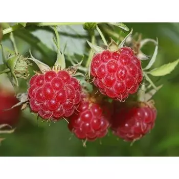 Малина нектарная (малино-поляничный гибрид), С2 горшок, 1 шт, Июль 2022