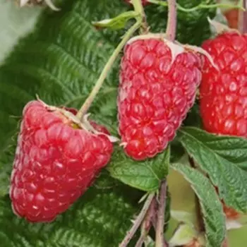 Саженец Малина ремонтантные сорта Брянское диво, С2 горшок, Н20-40 высота, 1 шт., Лето 2025