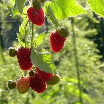 Малина ремонтантные сорта Жар Птица, С2 горшок, Н20-40 высота, 1 шт, Лето 2024