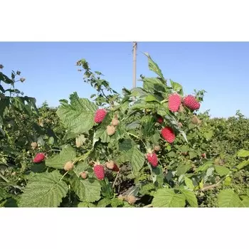 Малина ремонтантная Самохвал, Горшок Р9, 1 шт, Август 2022