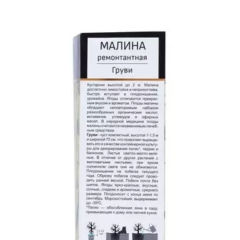 Малина ремонтантная (серия Патио) Люкс "Груви", 1 шт, туба, Весна 2024
