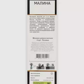Малина ремонтантные сорта "Поляна ", 1 шт, туба, Весна 2025