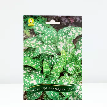 Медуница Виктория Бруч, 1 шт, Весна 2024