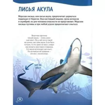 Мегалодон и другие акулы. Егорова С.Е.