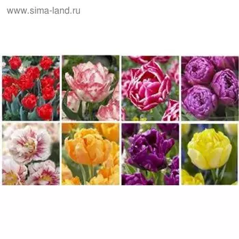 Минивитрина Тюльпан махровый ранний V-DET-01 (8 секц.) 400 шт