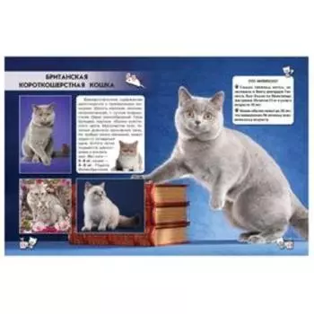 Мир вокруг нас. Кошки. Протасовицкая Т.В.