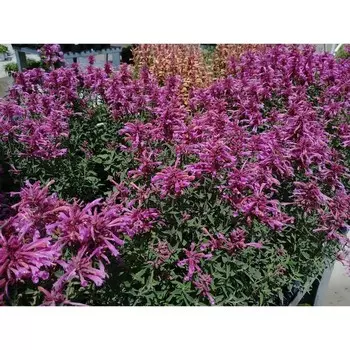 Многоколосник "Rosie Posie ® PBR", р-р I, 1 шт, Весна 2024