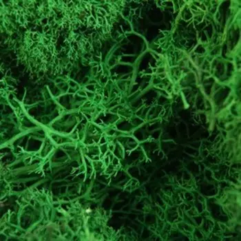 Мох стабилизированный «Зелёный» 45 г (+-5 г).