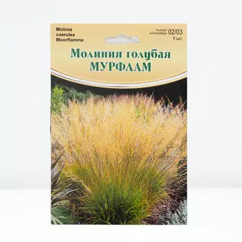 Молиния "Moorflamme", р-р 02/03, 1 шт, Весна 2024