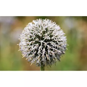 Мордовник "Star Frost", р-р I, 1 шт, Весна 2024