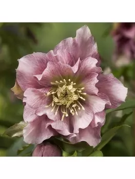 Морозник восточный Дабл Элен Пинк, р-р I, 1 шт, Весна 2025