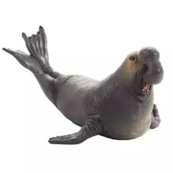 Морской слон