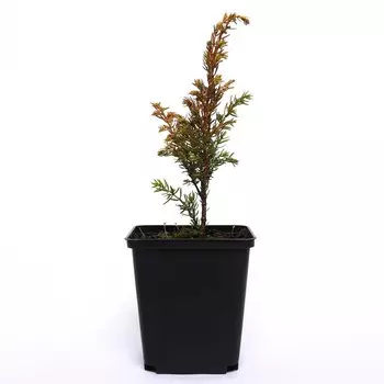 Можжевельник обыкновенный "Голд Коне", Р9, 1шт, h 3-20 см, Весна 2024