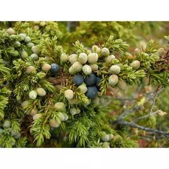 Можжевельник обыкновенный, горшок р9,10-15 см высота, 1 шт