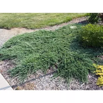 Можжевельник стелющийся, С3 (горшок 3 л), 20-40 см высота, 1 шт