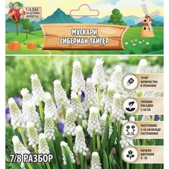 Мускари Сибериан Тайгер, р-р 7/8, 10 шт, Осень 2024