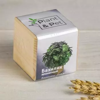 Набор для выращивания P&P «Базилик ароматный», в кубе из дерева