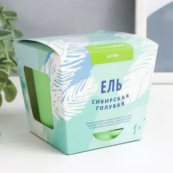 Набор для выращивания растений "Тысяча листьев! Ель сибирская голубая"