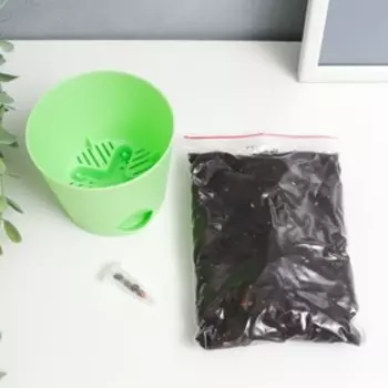 Набор для выращивания растений "Тысяча листьев! Пальма Вашингтония"