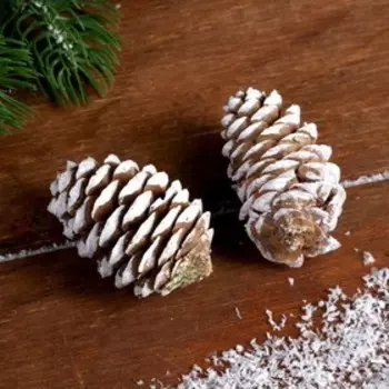 Набор еловых шишек «Декор» 2 шт., белые