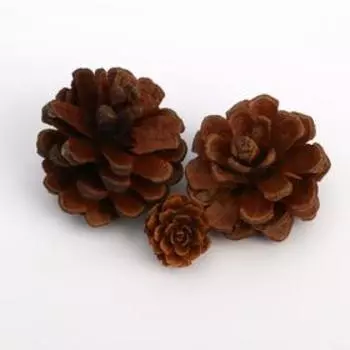 Набор природного декора «Кладовая солнца»,