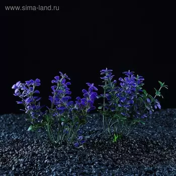 Набор растений для аквариума и террариума - 2 шт., 10 см