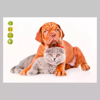 Интерьерная наклейка 3Д TAKE IT EASY «Домашние питомцы дружат», 2921 см