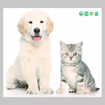 Интерьерная наклейка 3Д TAKE IT EASY «Домашние питомцы: хитрые», 4540 см