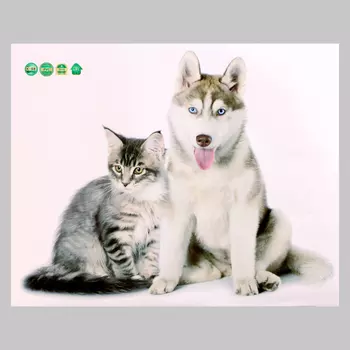 Интерьерная наклейка 3Д TAKE IT EASY «Домашние питомцы: кот и собака», 5040 см