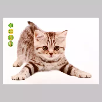 Интерьерная наклейка 3Д TAKE IT EASY «Котик с глазками», 2921 см
